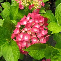 Hydrangea, Leuchtfeuer